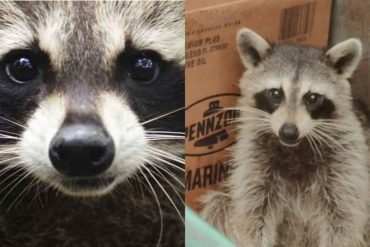 Warren Police Investigate Alleged Burning Alive of Two Raccoons