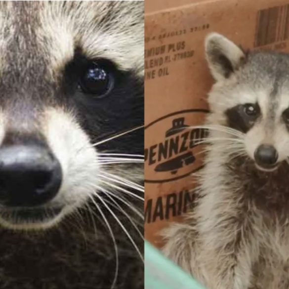 Warren Police Investigate Alleged Burning Alive of Two Raccoons