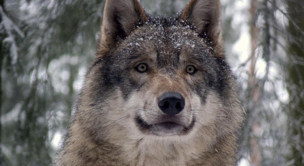 Washington State May Reclassify Gray Wolves From Endangered to Sensitive Species Amid Population Recovery