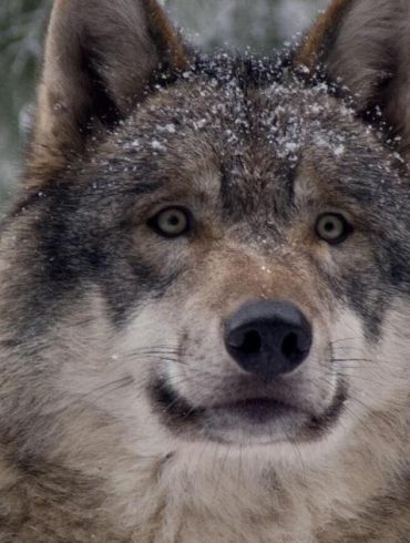 Washington State May Reclassify Gray Wolves From Endangered to Sensitive Species Amid Population Recovery