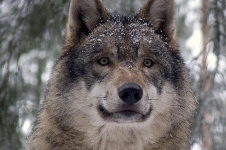 Washington State May Reclassify Gray Wolves From Endangered to Sensitive Species Amid Population Recovery