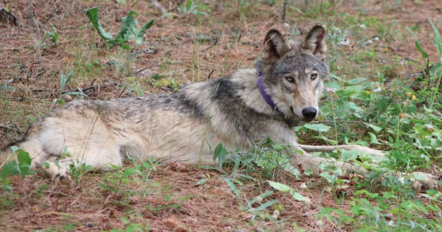 Washington State May Reclassify Gray Wolves From Endangered to Sensitive Species Amid Population Recovery