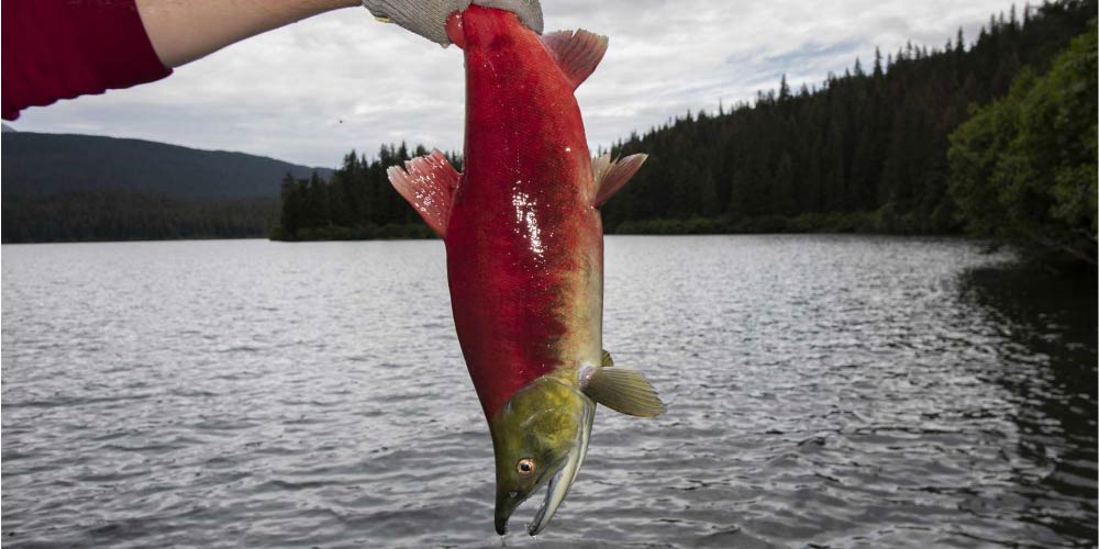 Alaska's Salmon Face Declining River Temperatures, Altering Migratory Patterns and Impacting Indigenous Subsistence Practices