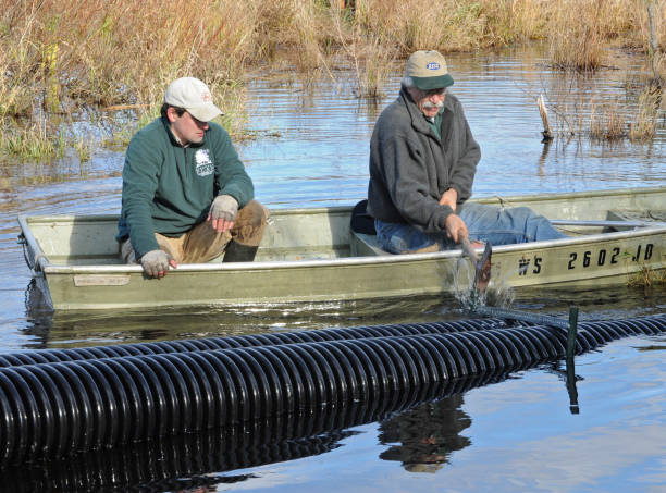 Beaver dams create wetlands that serve as crucial buffers against flooding.