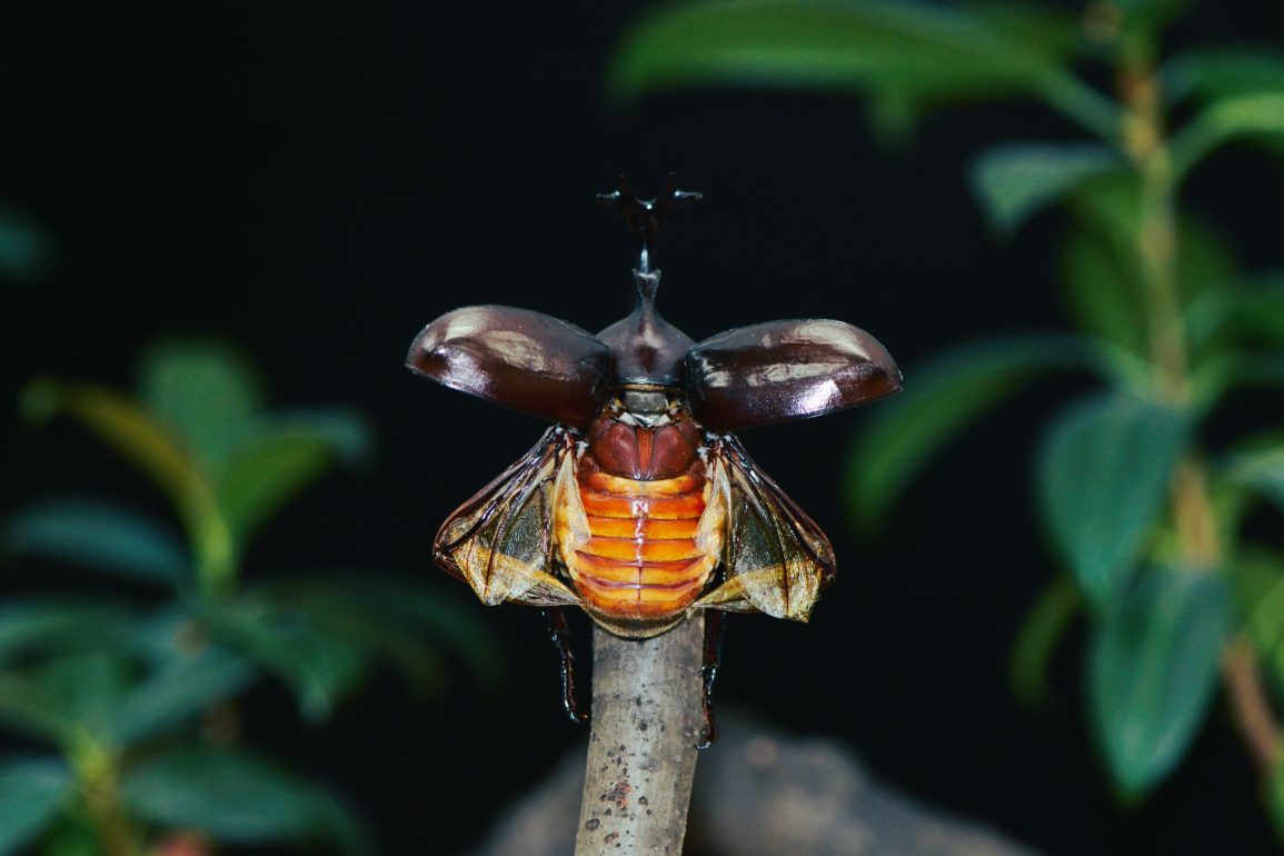 Beetle-Inspired Microrobot Developed for Search-and-Rescue and Biological Research