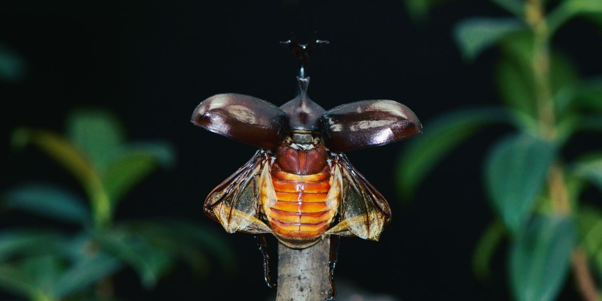 Beetle-Inspired Microrobot Developed for Search-and-Rescue and Biological Research