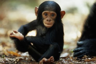 Chimp Crazy Docuseries Explores the Troubling World of Exotic Animal Ownership and Unconventional Care