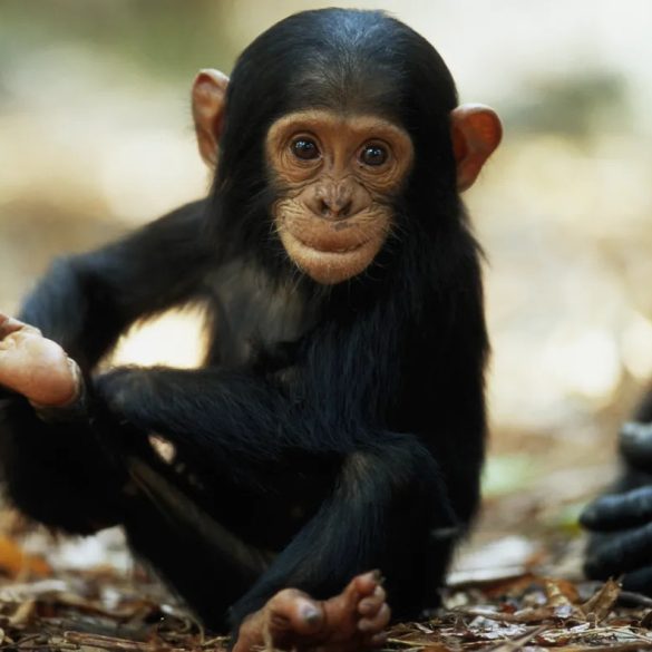 Chimp Crazy Docuseries Explores the Troubling World of Exotic Animal Ownership and Unconventional Care