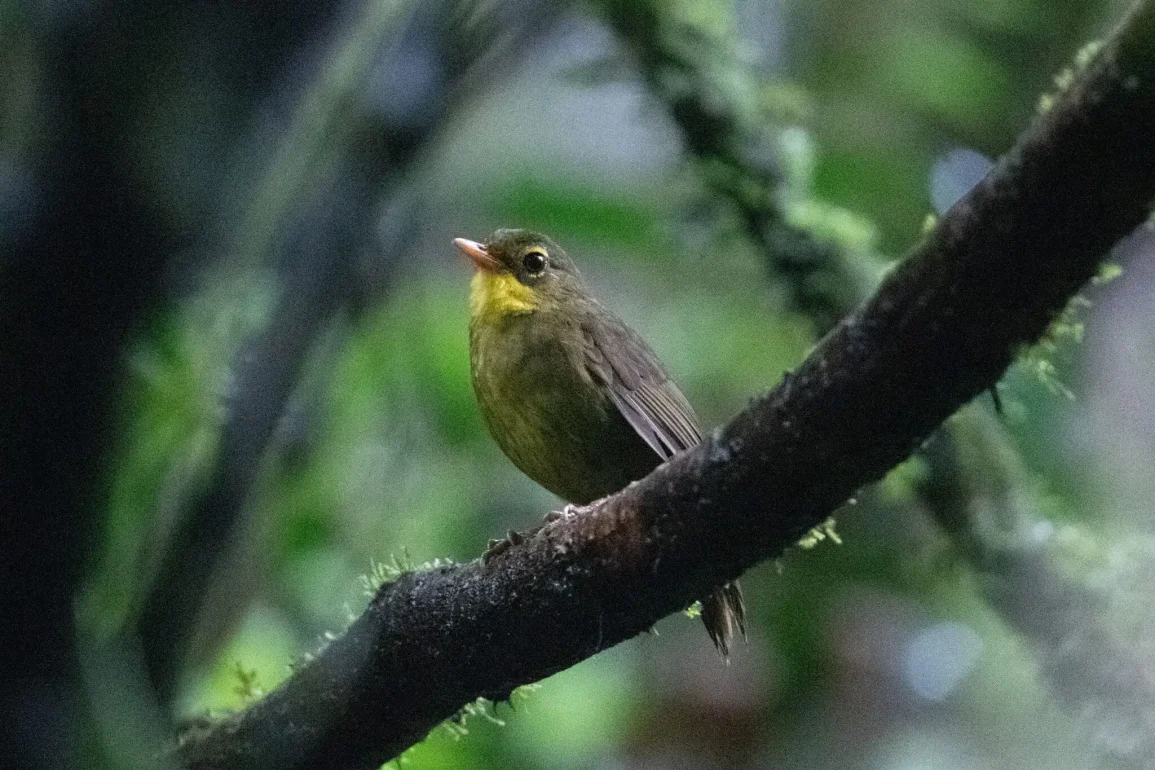 Citizen Scientists Join the Search for 126 "Lost" Bird Species, Offering Hope for Conservation