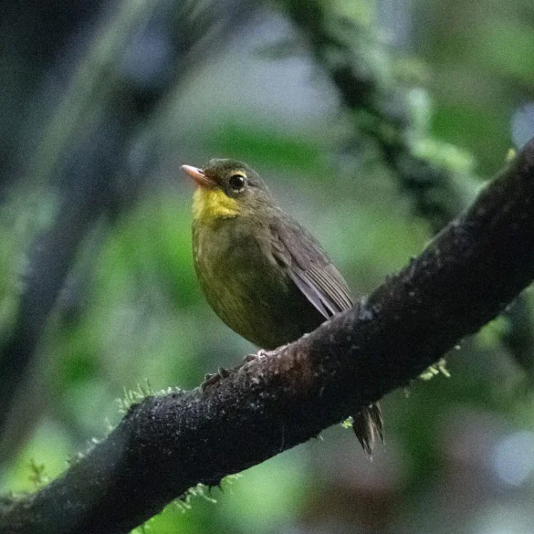 Citizen Scientists Join the Search for 126 "Lost" Bird Species, Offering Hope for Conservation