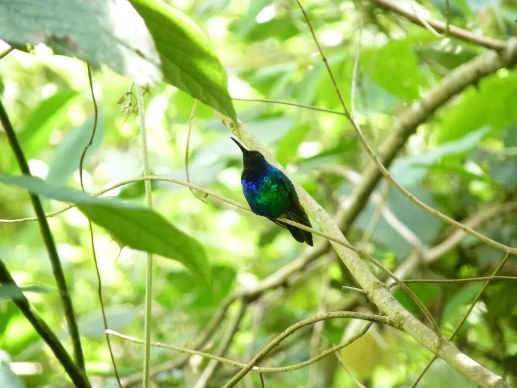 Citizen Scientists Join the Search for 126 "Lost" Bird Species, Offering Hope for Conservation