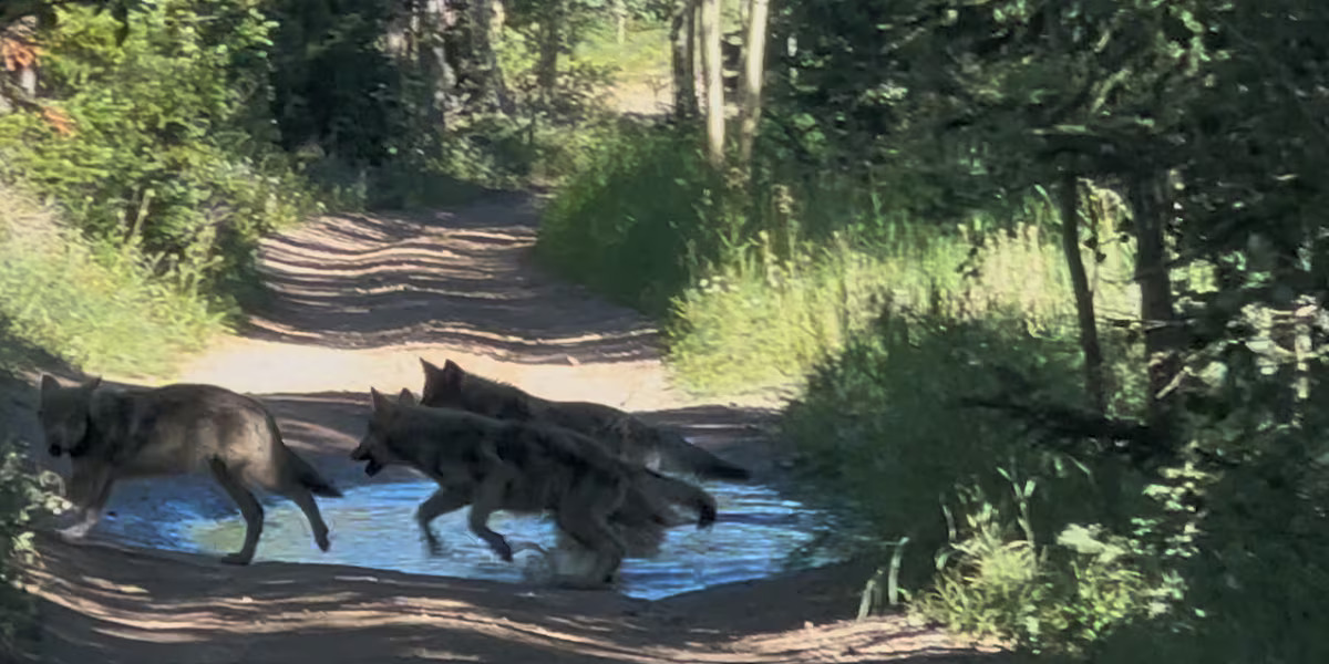 Colorado's Reintroduced Wolf Pack Expands with Birth of Three Pups Captured on Video