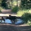 Colorado's Reintroduced Wolf Pack Expands with Birth of Three Pups Captured on Video