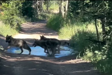 Colorado's Reintroduced Wolf Pack Expands with Birth of Three Pups Captured on Video