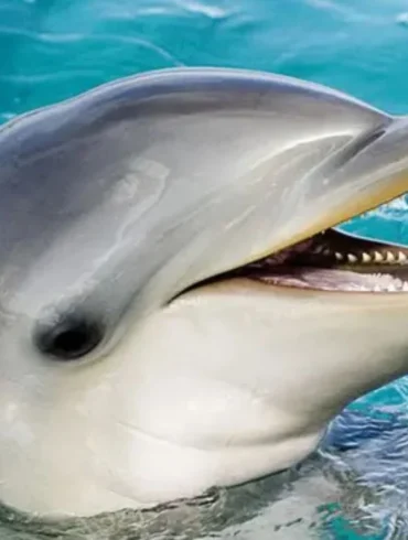 Dolphin Attacks on Japanese Beachgoers Linked to Single Aggressive Male, Experts Suggest