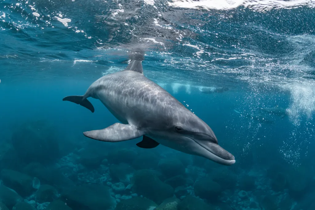 Dolphin Attacks on Japanese Beachgoers Linked to Single Aggressive Male, Experts Suggest