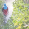 EPA Suspends Pesticide DCPA After Link to Fetal Development Issues