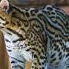 Endangered Ocelot Caught on Camera in Arizona Wilderness After 50 Years