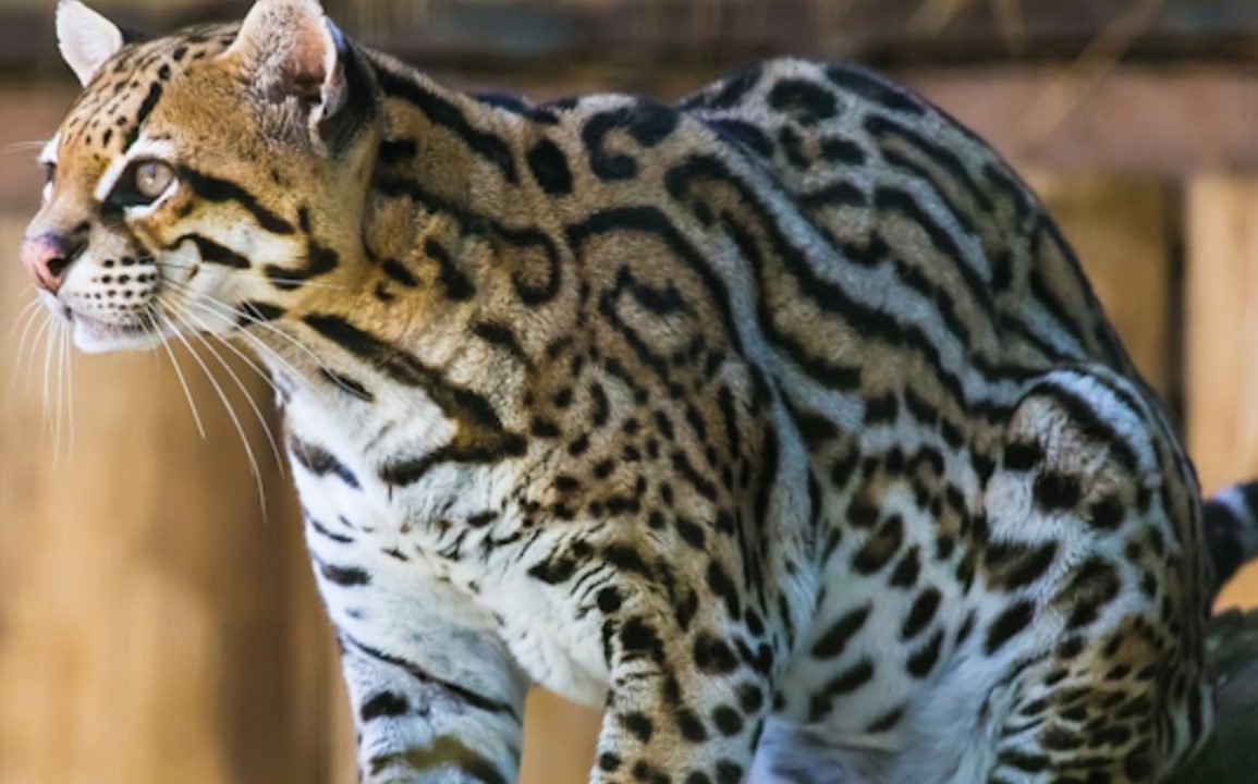 Endangered Ocelot Caught on Camera in Arizona Wilderness After 50 Years