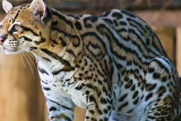 Endangered Ocelot Caught on Camera in Arizona Wilderness After 50 Years