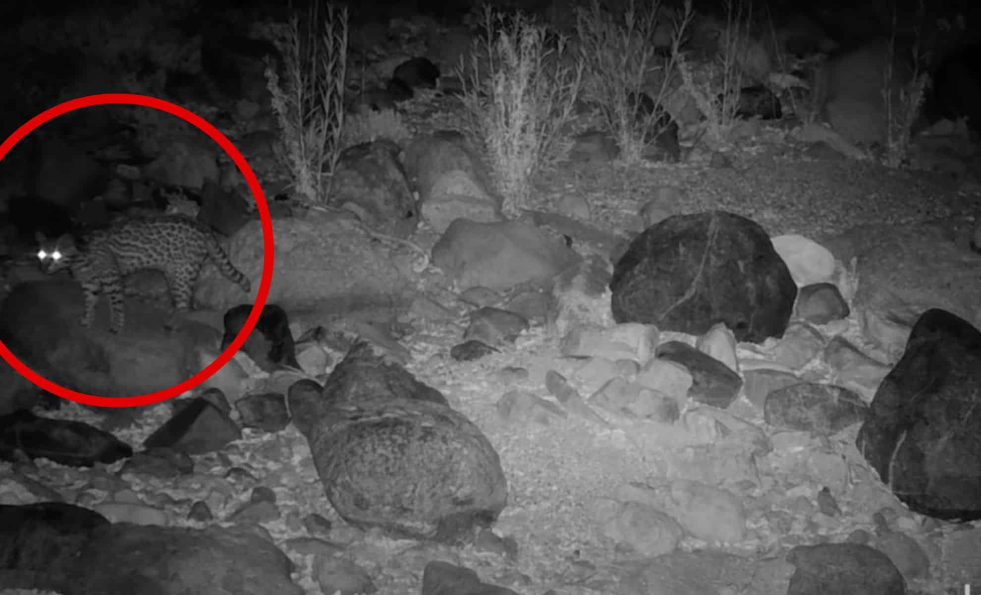 Endangered Ocelot Caught on Camera in Arizona Wilderness After 50 Years