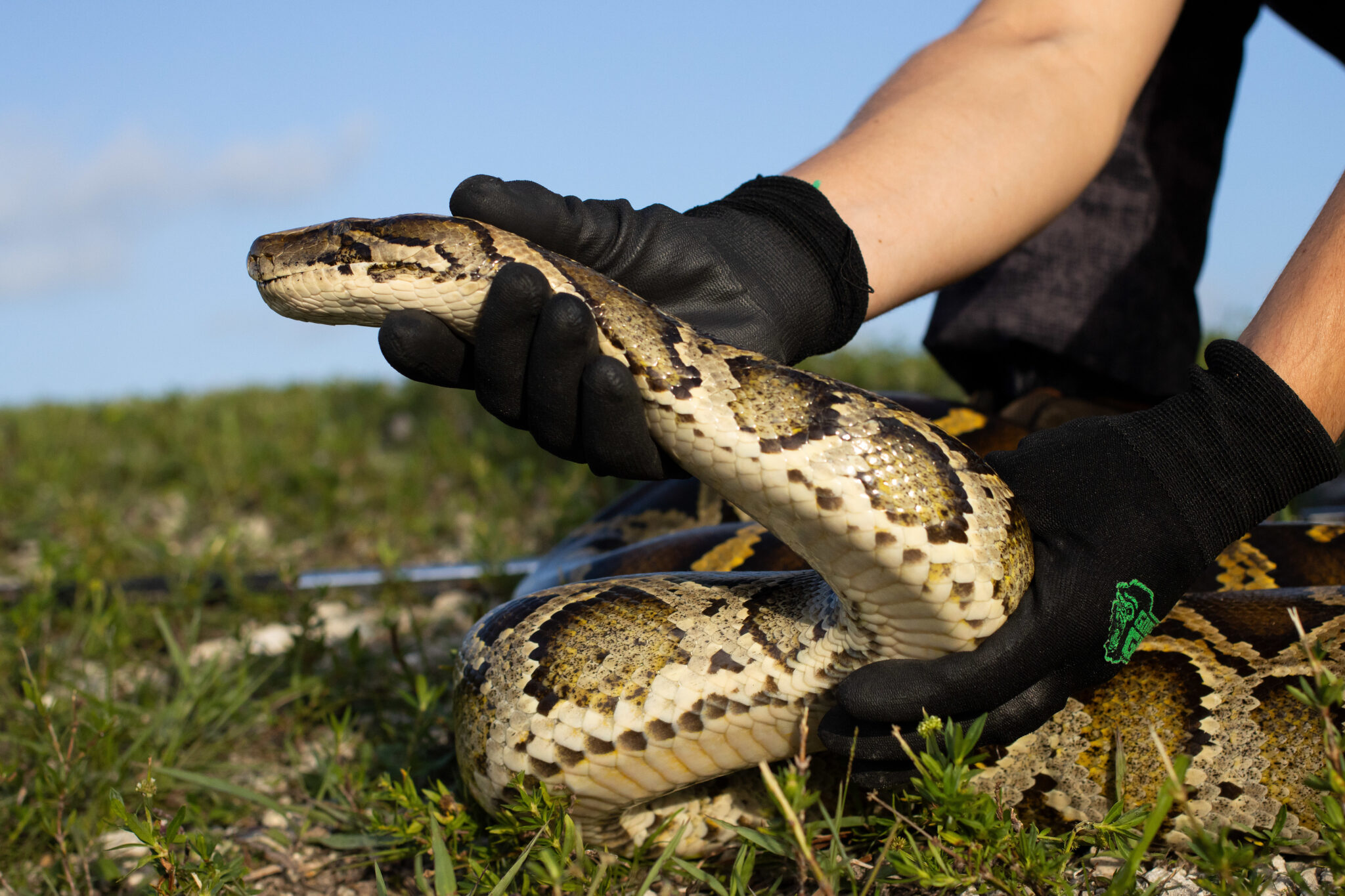 Florida Fights Burmese Python Invasion with Public Hunts and Elimination Programs