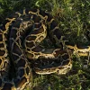 Florida Fights Burmese Python Invasion with Public Hunts and Elimination Programs