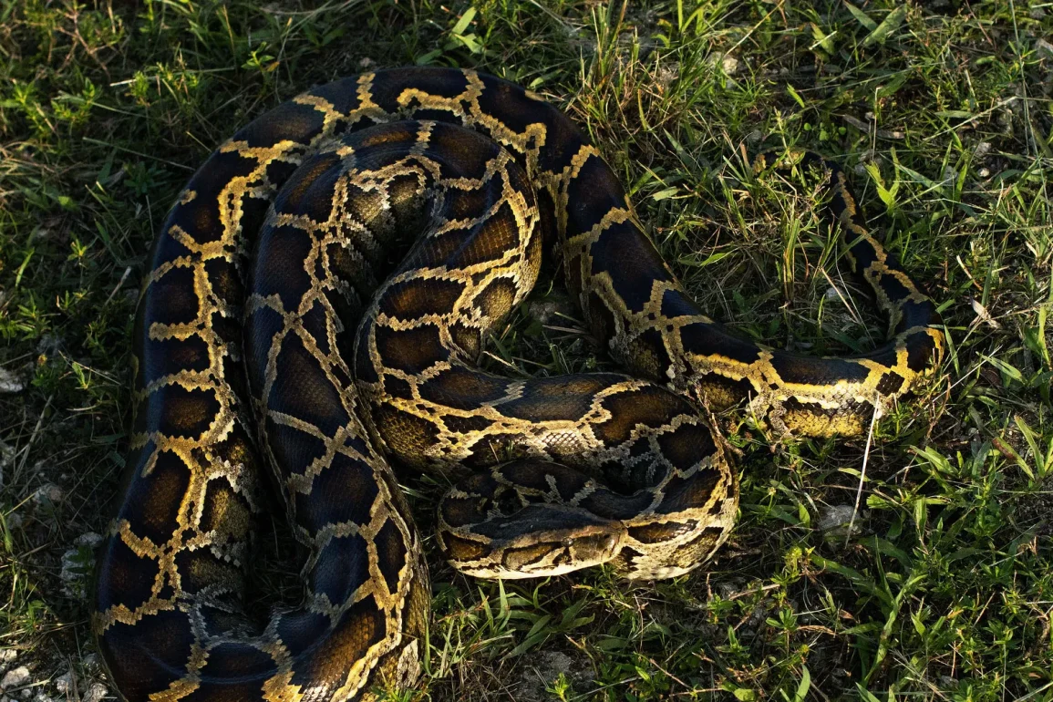 Florida Fights Burmese Python Invasion with Public Hunts and Elimination Programs