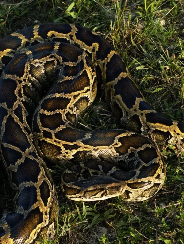 Florida Fights Burmese Python Invasion with Public Hunts and Elimination Programs