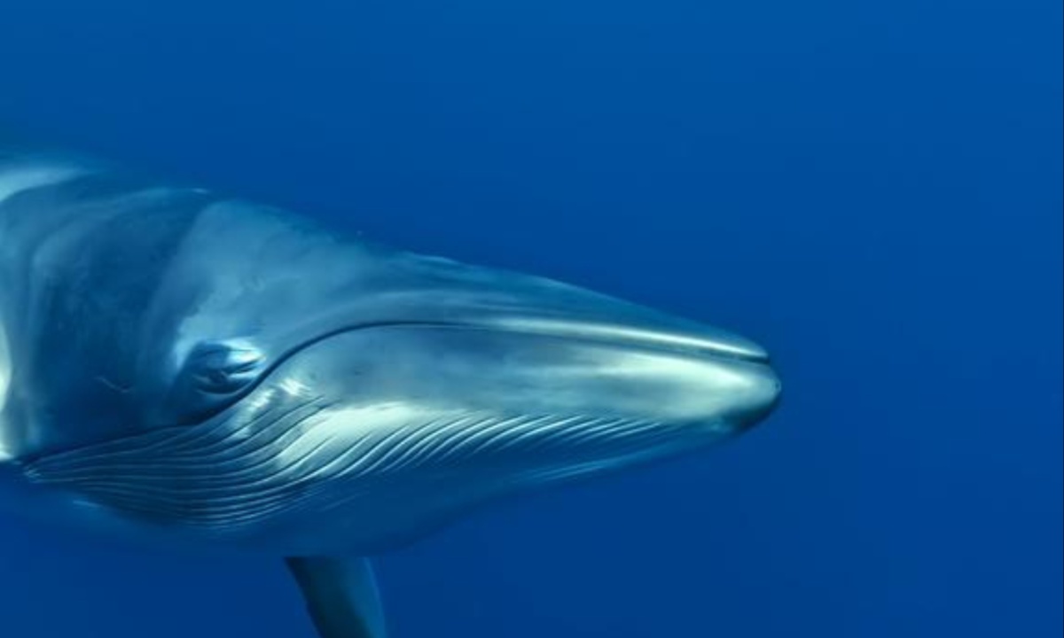 Former IWC Chair Urges Disbandment, Arguing Organization No Longer Needed as Whales Recover