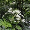 Giant Hogweed in New York: A Dangerous Threat Causing Severe Skin Reactions