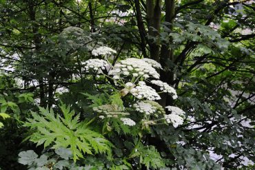 Giant Hogweed in New York: A Dangerous Threat Causing Severe Skin Reactions