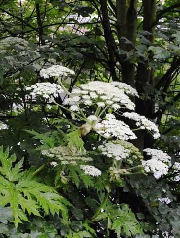 Giant Hogweed in New York: A Dangerous Threat Causing Severe Skin Reactions