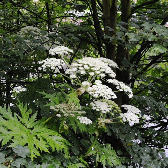 Giant Hogweed in New York: A Dangerous Threat Causing Severe Skin Reactions