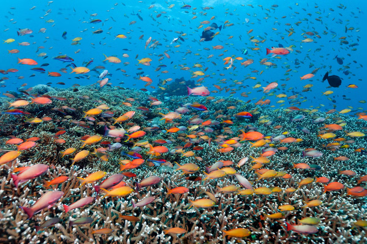 Great Barrier Reef Hits Record Ocean Temperatures, Facing "Existential Threat" From Climate Change