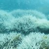 Great Barrier Reef Hits Record Ocean Temperatures, Facing "Existential Threat" From Climate Change