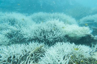 Great Barrier Reef Hits Record Ocean Temperatures, Facing "Existential Threat" From Climate Change