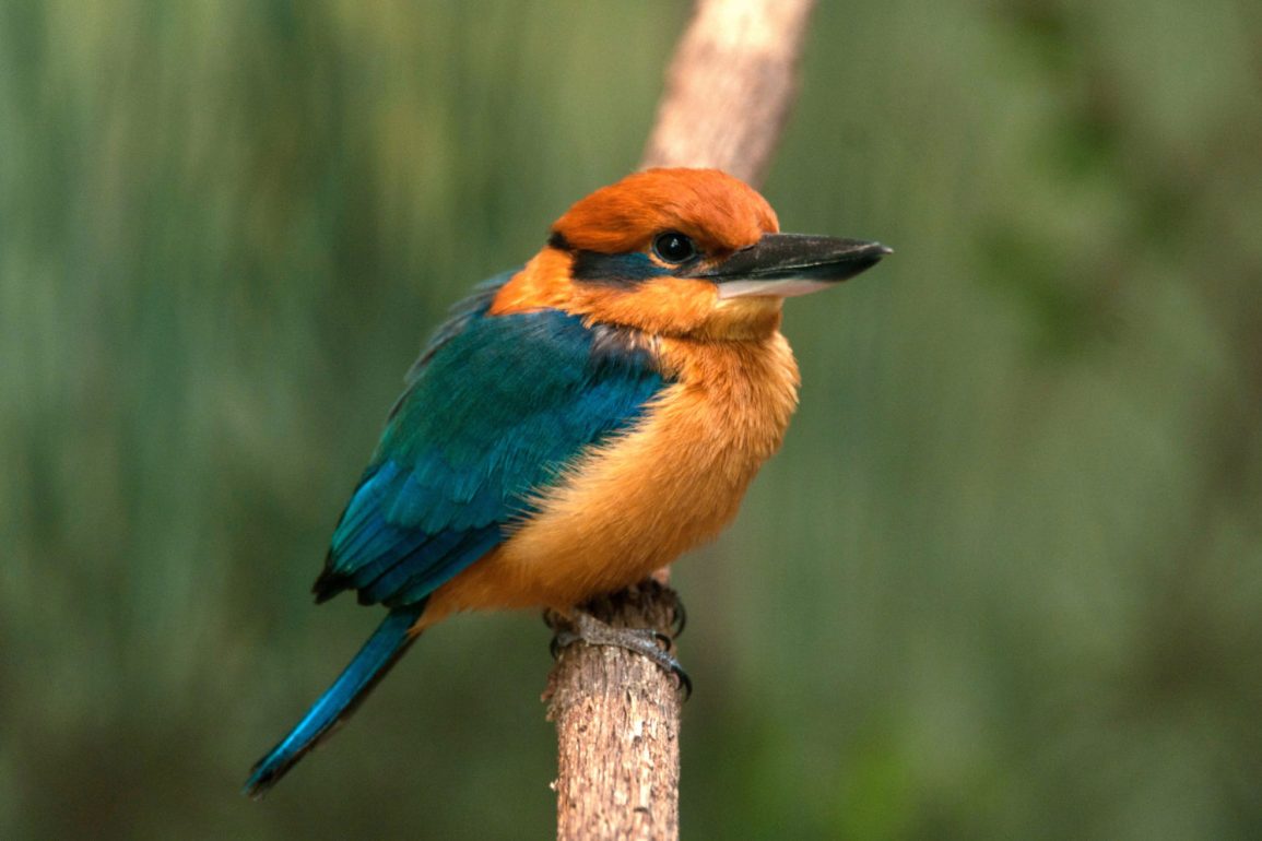 Guam Kingfishers Begin Reintroduction Journey from Pittsburgh to Pacific, Aiming for Species Revival