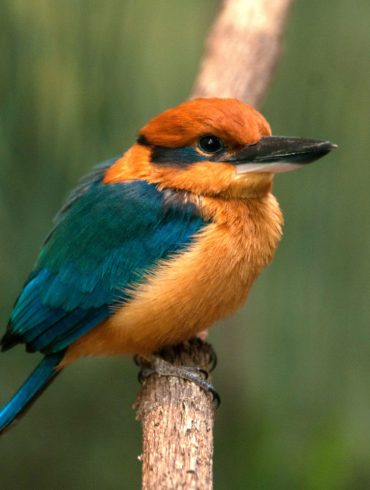 Guam Kingfishers Begin Reintroduction Journey from Pittsburgh to Pacific, Aiming for Species Revival