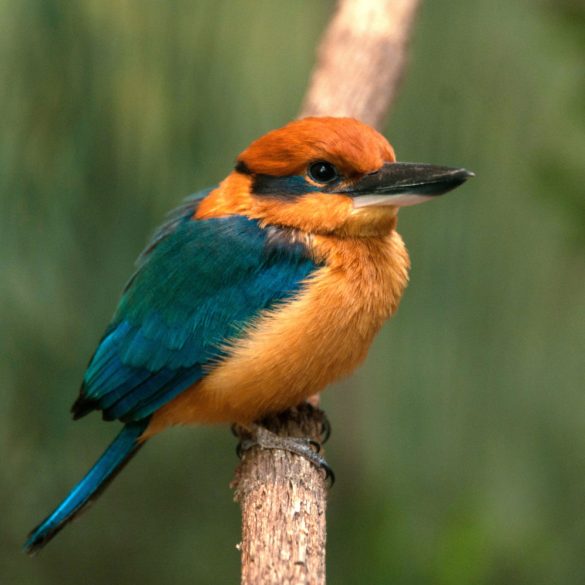 Guam Kingfishers Begin Reintroduction Journey from Pittsburgh to Pacific, Aiming for Species Revival