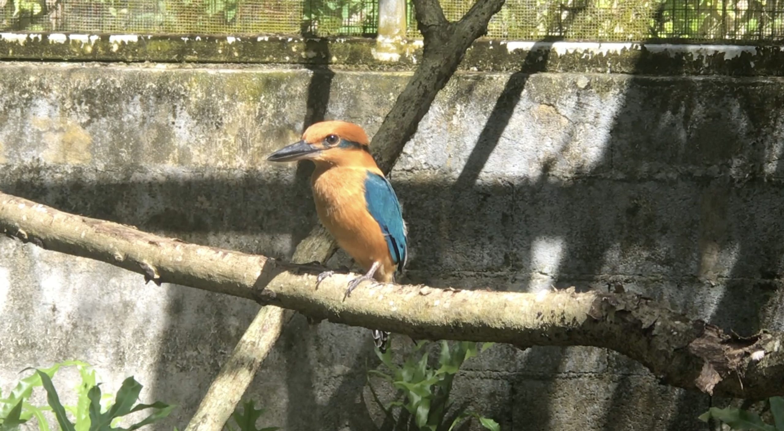 Guam Kingfishers Begin Reintroduction Journey from Pittsburgh to Pacific, Aiming for Species Revival