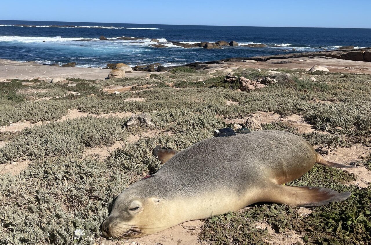 Innovative Technology Reveals Secrets of Australian Sea Lions’ Underwater Lives Amid Conservation Efforts