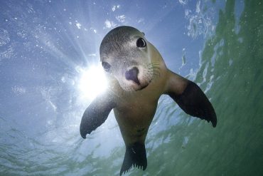 Innovative Technology Reveals Secrets of Australian Sea Lions’ Underwater Lives Amid Conservation Efforts