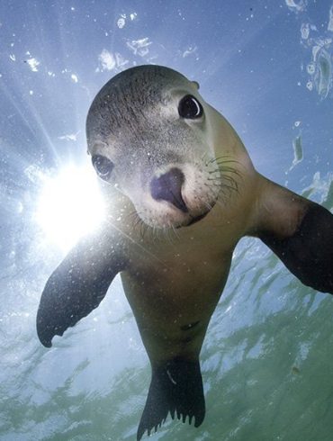 Innovative Technology Reveals Secrets of Australian Sea Lions’ Underwater Lives Amid Conservation Efforts