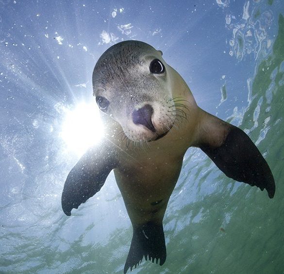 Innovative Technology Reveals Secrets of Australian Sea Lions’ Underwater Lives Amid Conservation Efforts