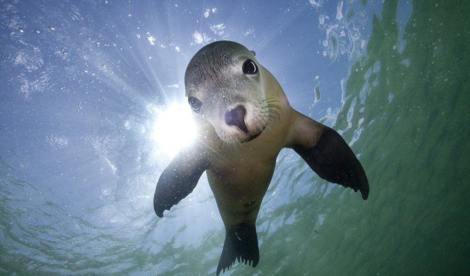 Innovative Technology Reveals Secrets of Australian Sea Lions’ Underwater Lives Amid Conservation Efforts