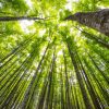 Mature Trees Prove Crucial in Absorbing CO2, Offering Hope in Climate Fight