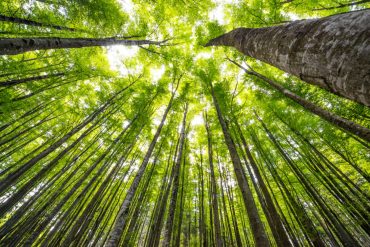 Mature Trees Prove Crucial in Absorbing CO2, Offering Hope in Climate Fight