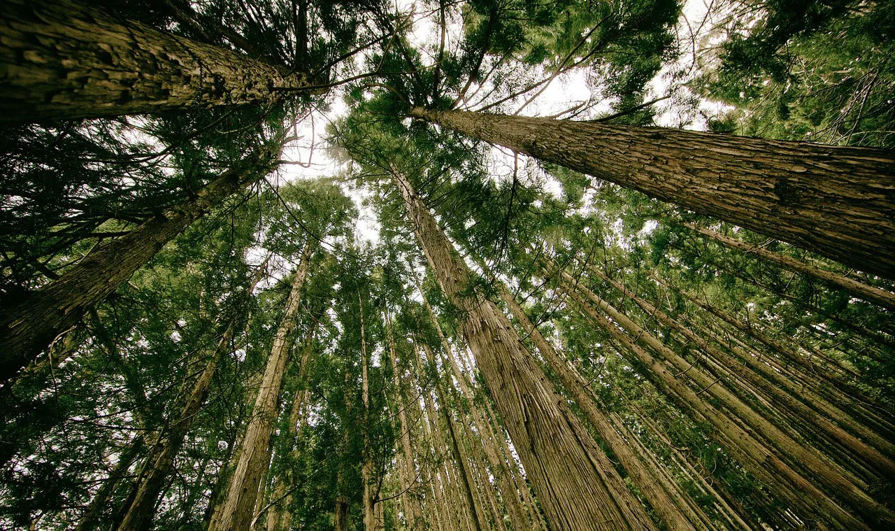 Mature Trees Prove Crucial in Absorbing CO2, Offering Hope in Climate Fight