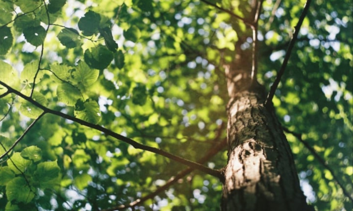 Minneapolis Launches Initiative to Expand Urban Tree Canopy with Low-Cost Trees for Residents and Businesses